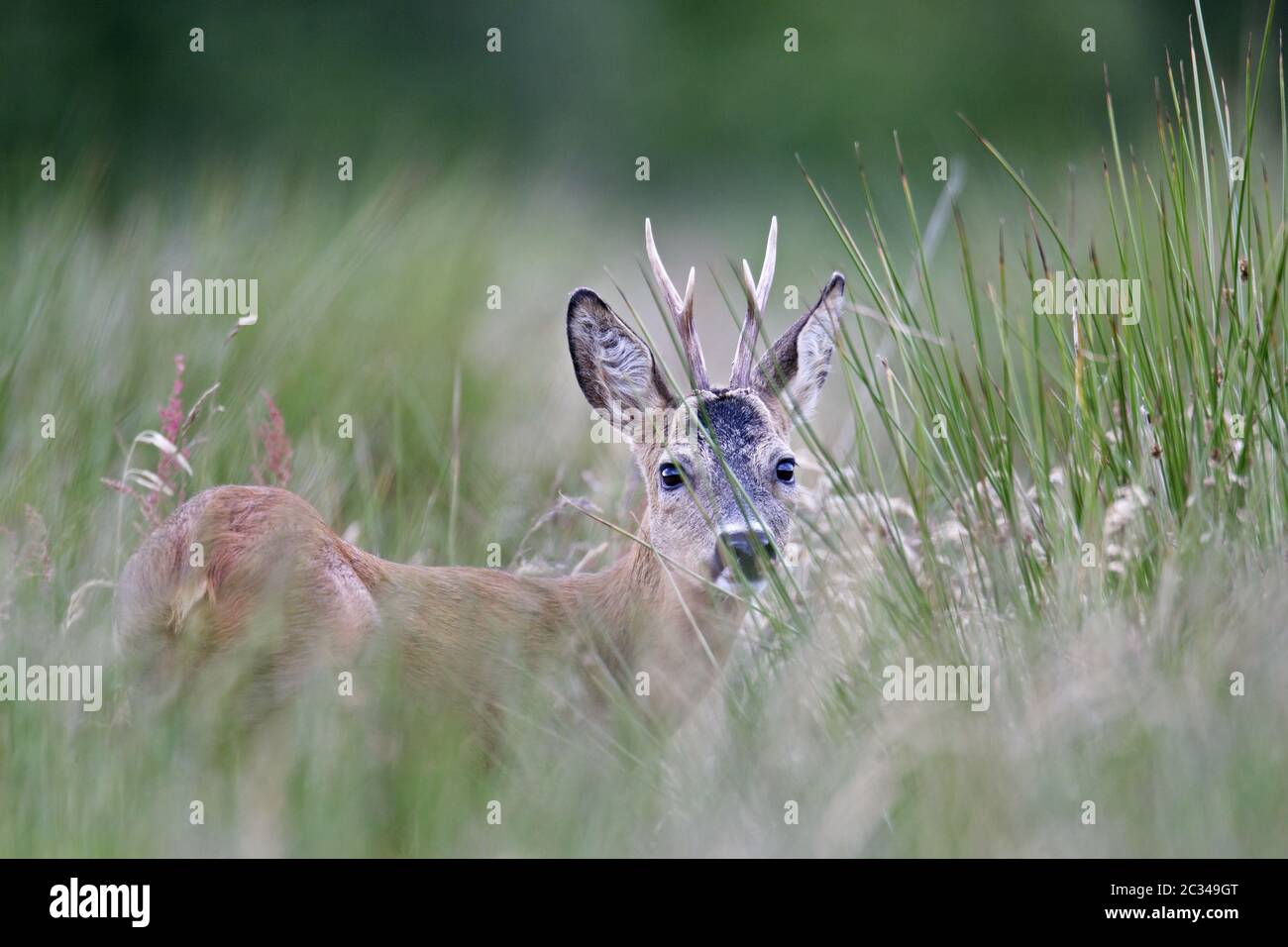 Roebuck secures alert out of the protective cover of a bog meadow Stock Photo