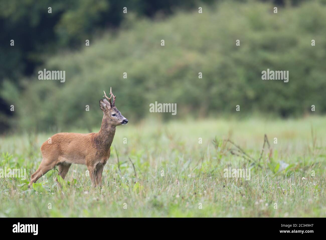 Roe Deer buck in the rut searches a female Roe Deer Stock Photo