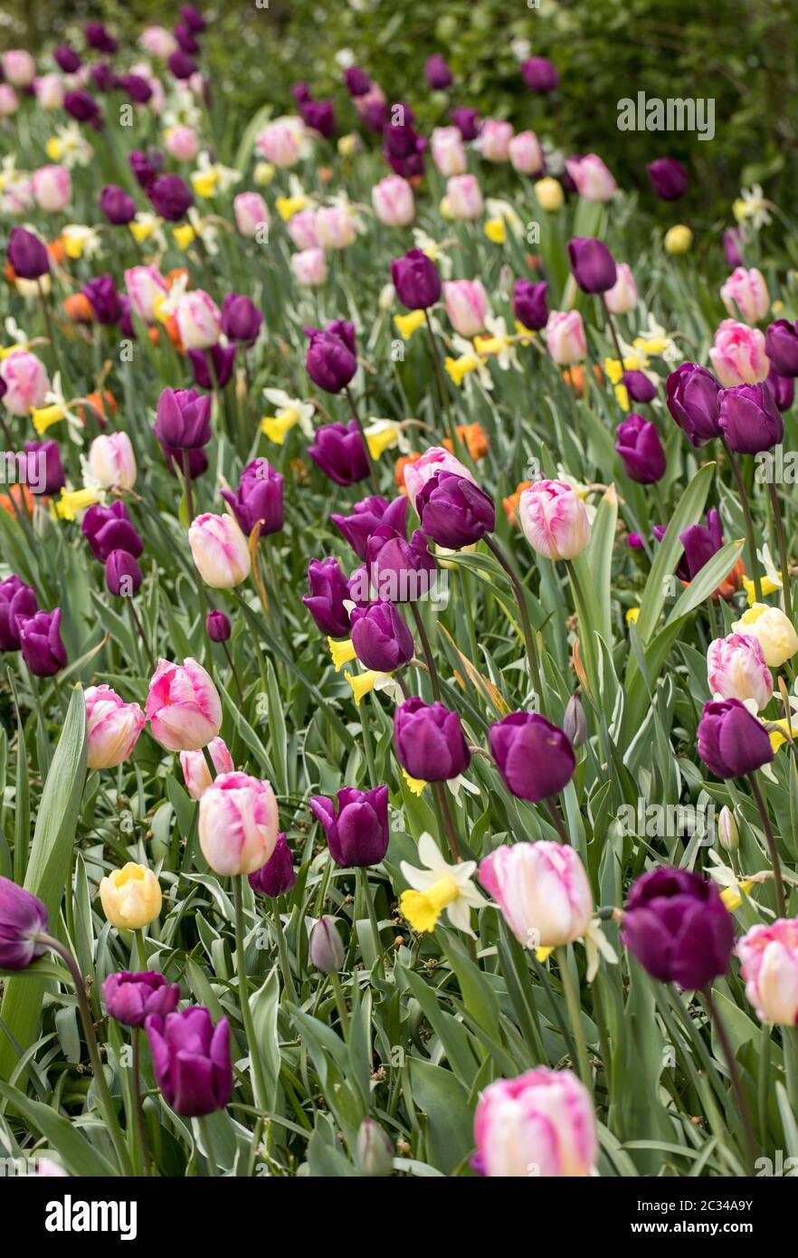 colorful tulips and daffodils blooming in a garden Stock Photo - Alamy