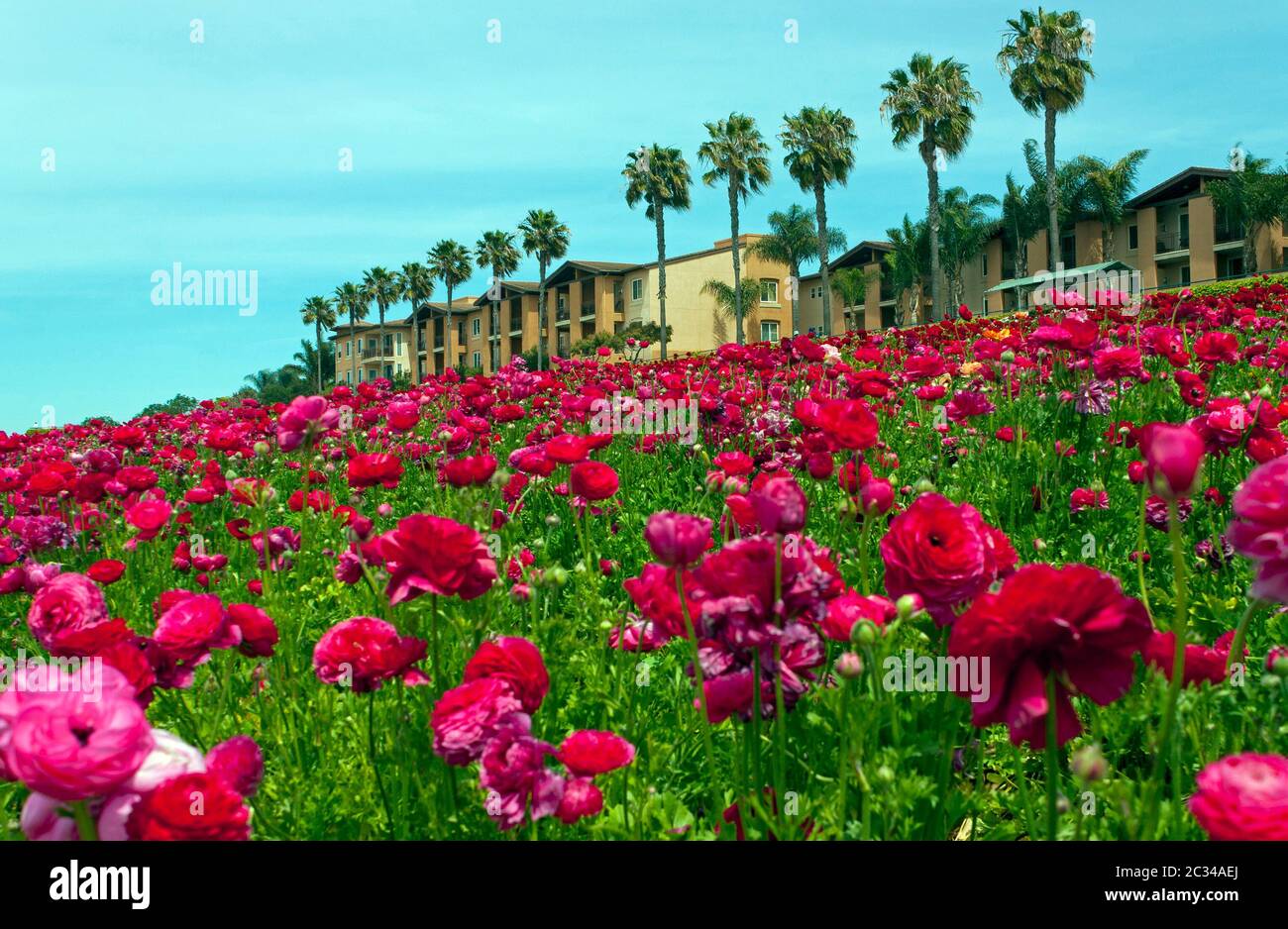 Flower field carlsbad hires stock photography and images Alamy