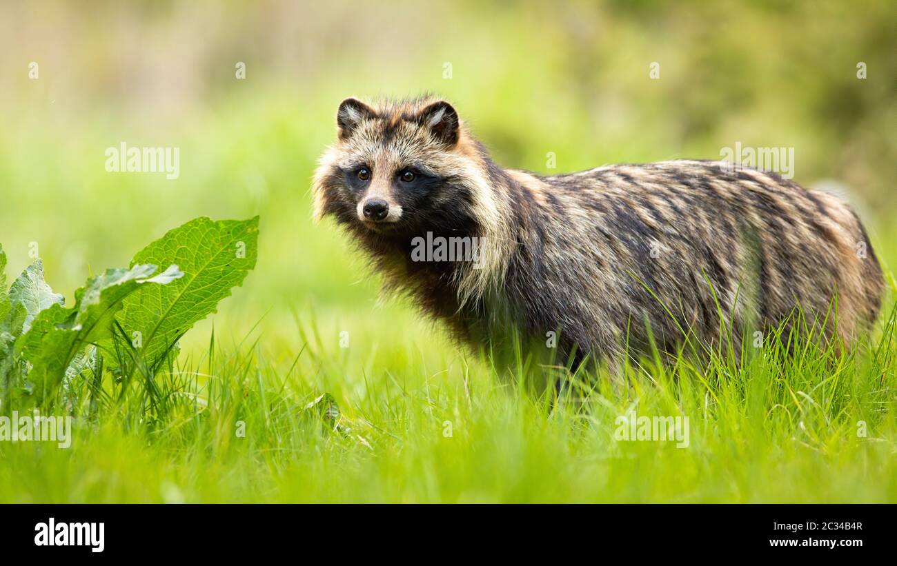 Side view of a surprised raccoon dog, nyctereutes procyonoides, standing in wilderness in summer. Cute wild animals with eyes and ears in natural envi Stock Photo