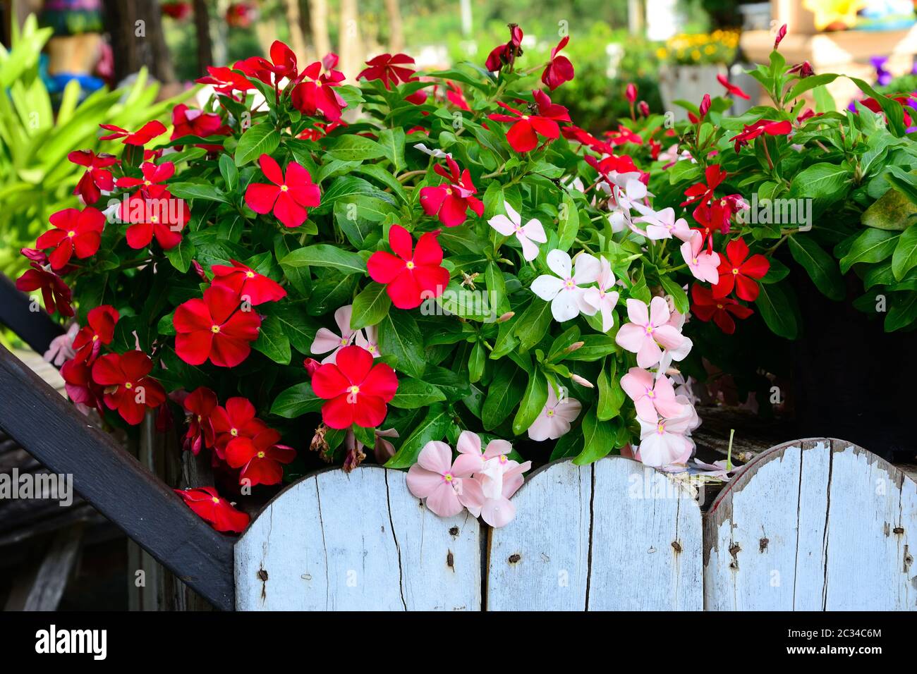 Vinca flower, pink and purple Vinca flower in white wood pot in the