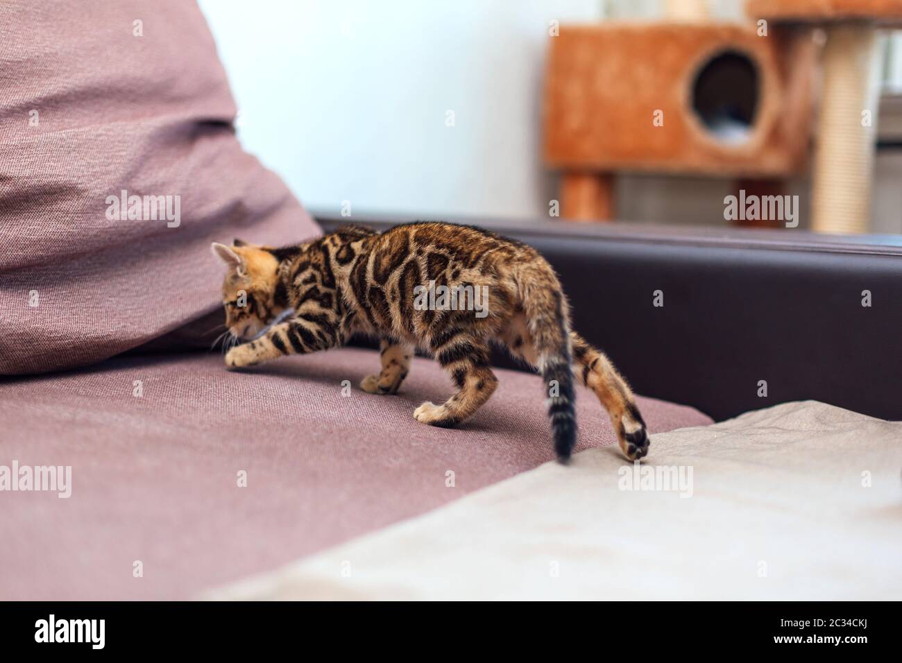 Cute bengal kitten playing on the couch. Stock Photo