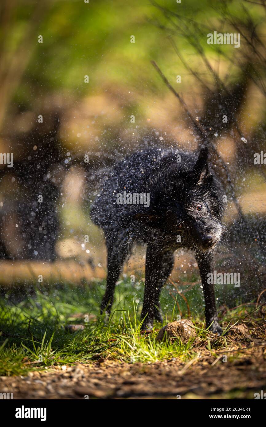 Wagging the dog - cute black dog getting rid of water in his fur after a swim, shaking it off Stock Photo