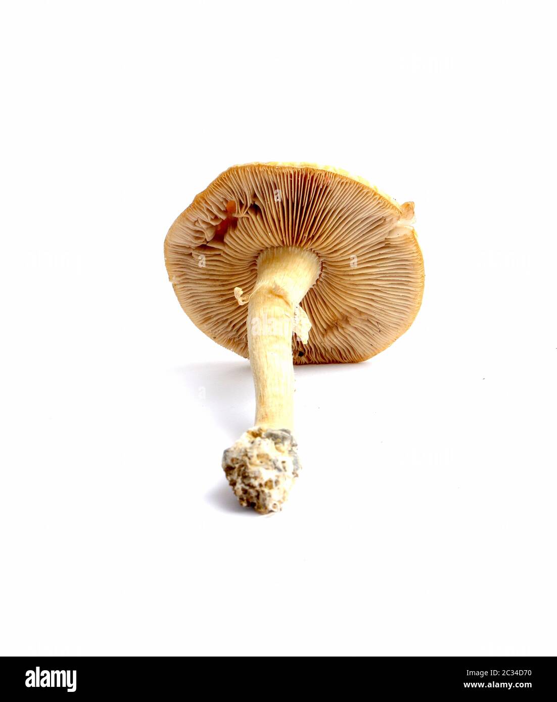 picture of a fresh harvested mushroom Stock Photo
