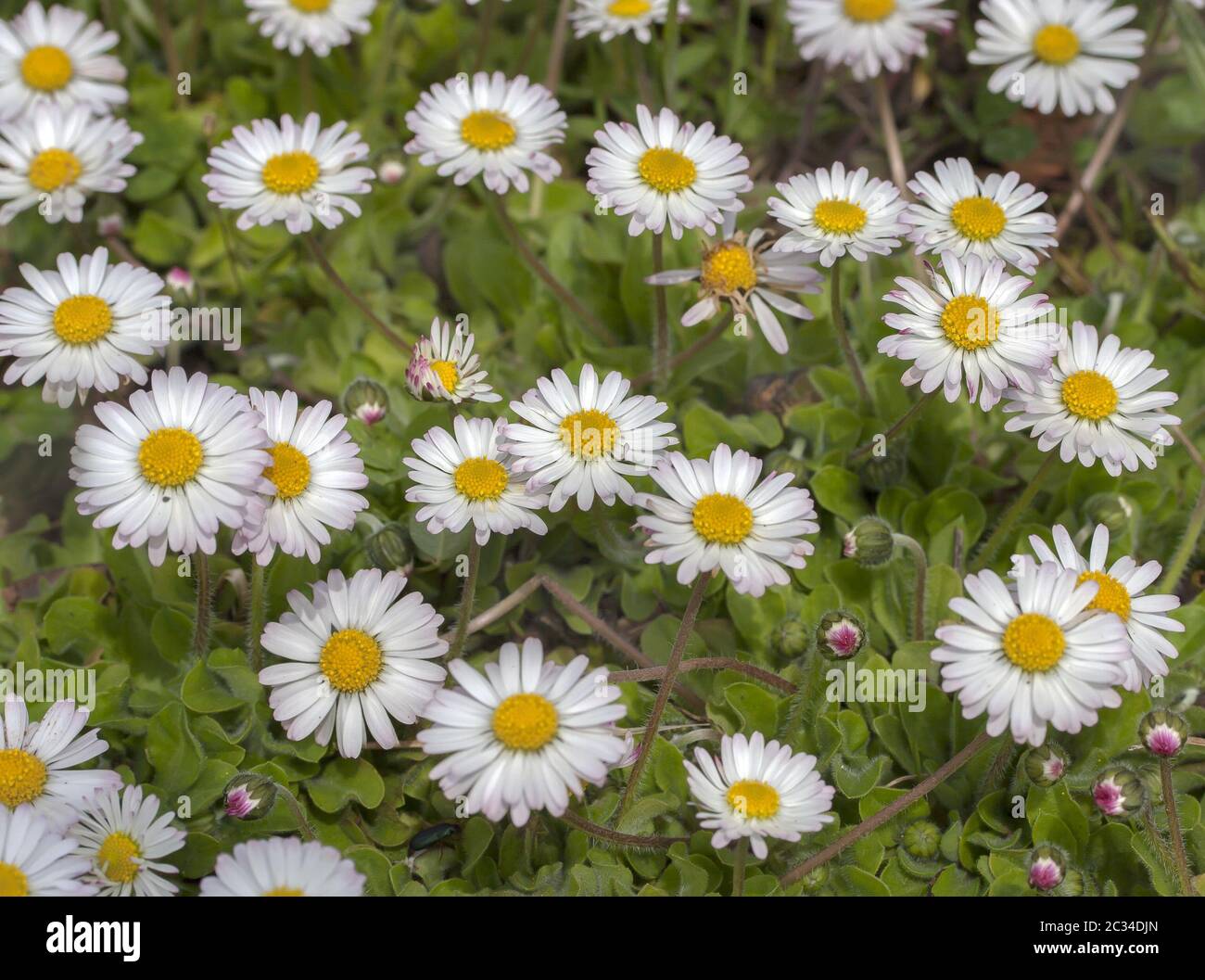 Daisy 'Bellis perennis' Stock Photo Alamy