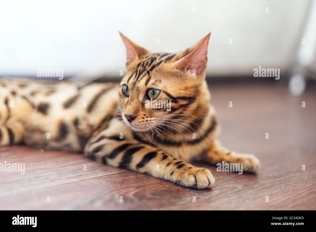 Cute bengal kitty cat laying on the floor at home Stock Photo - Alamy