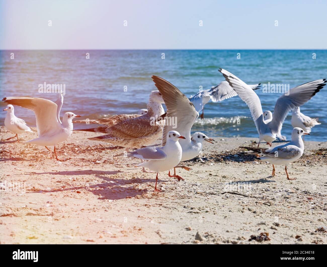 flock of white gulls flies on the Black Sea shore on a summer day, village of Iron Port, Ukraine Stock Photo