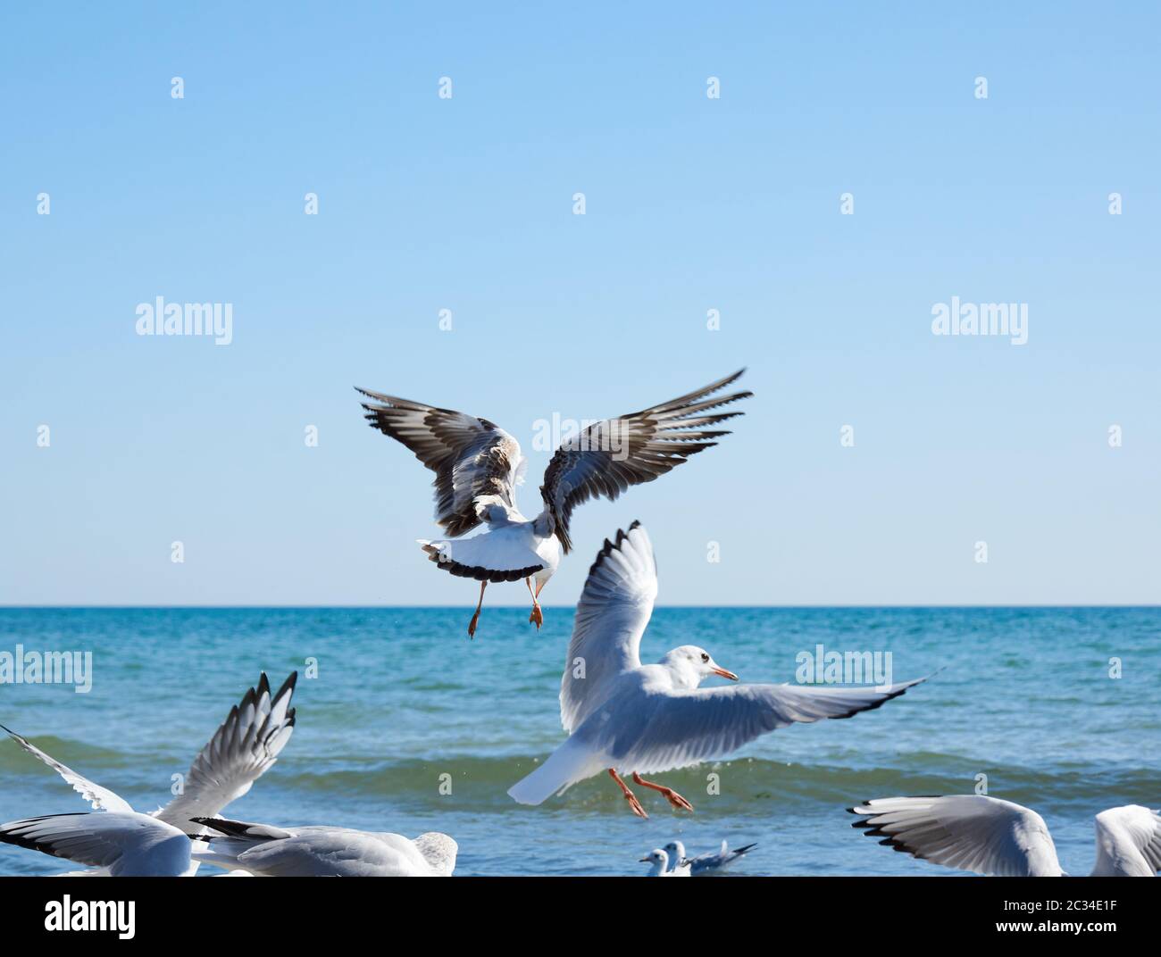 flock of white gulls flies on the Black Sea shore on a summer day, the village of Iron Port, Ukraine Stock Photo