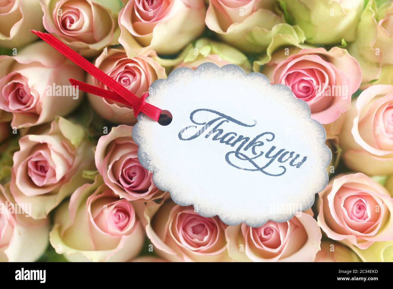 'Thank You' On A Background Of Pink Roses Stock Photo