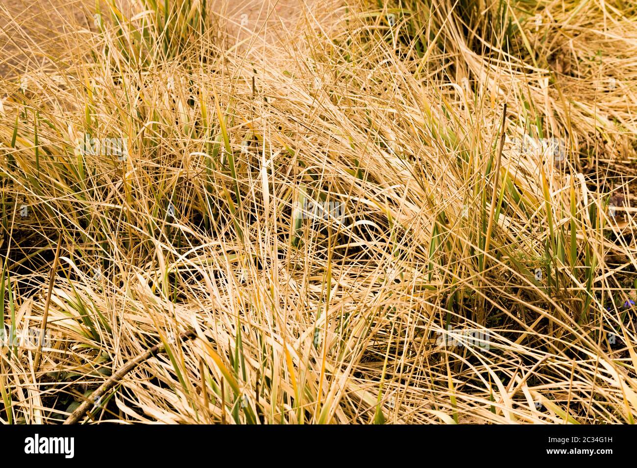 yellow dry grass in spring or autumn year, details in nature Stock Photo