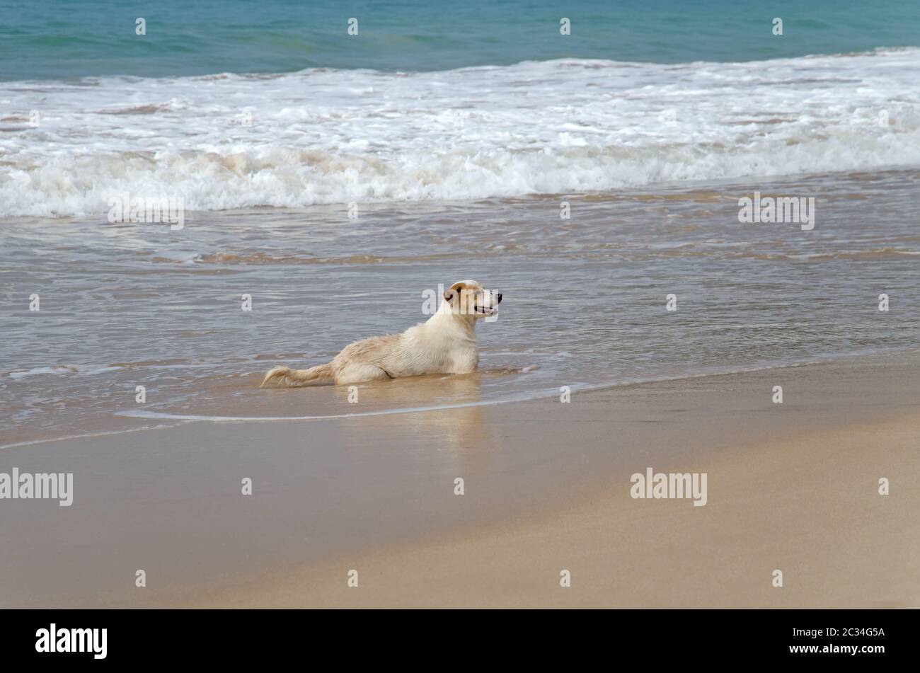 Marine dog. Mirissa bay. Sri Lanka Stock Photo