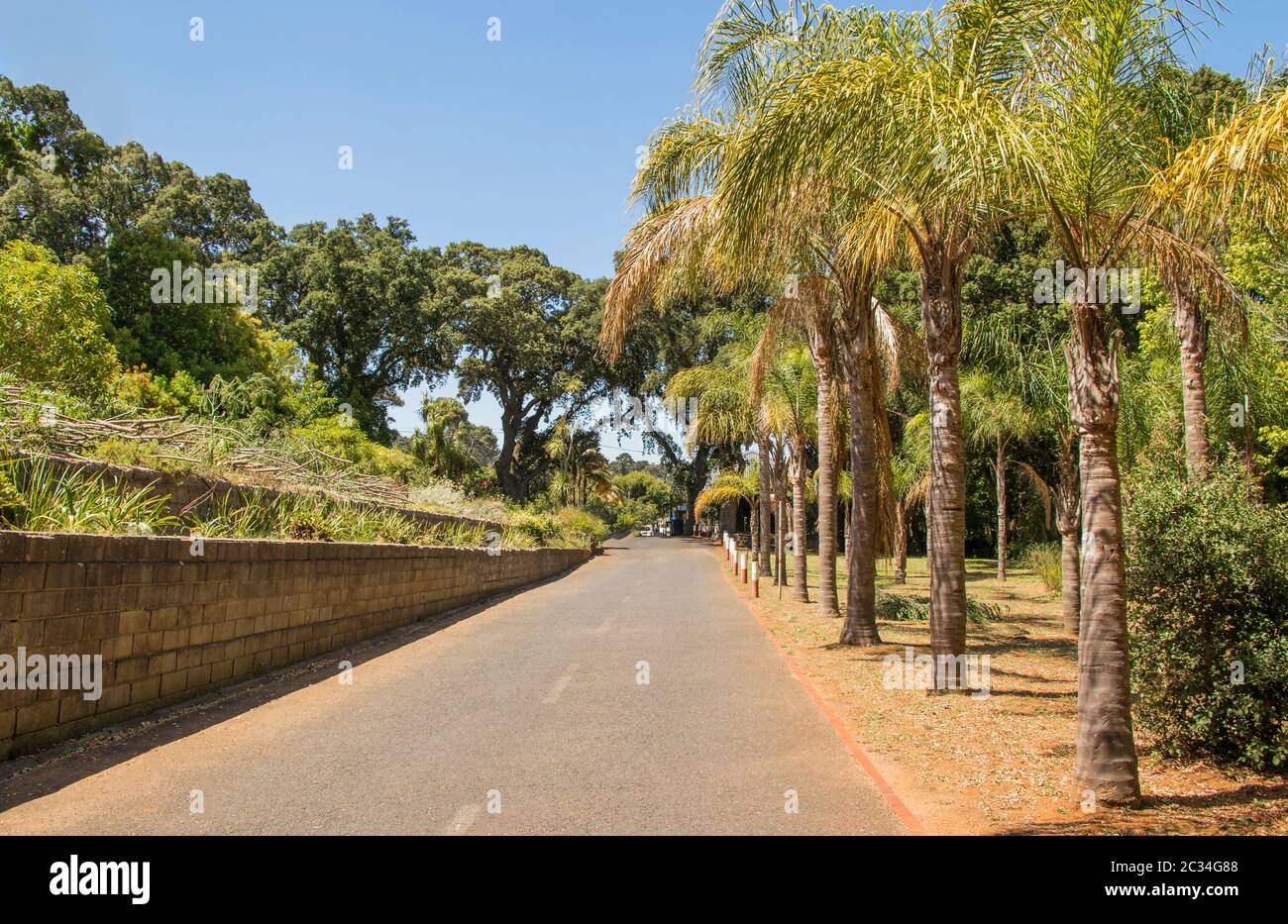 South African street with palm trees, palm al Cape Town, South Africa. Stock Photo