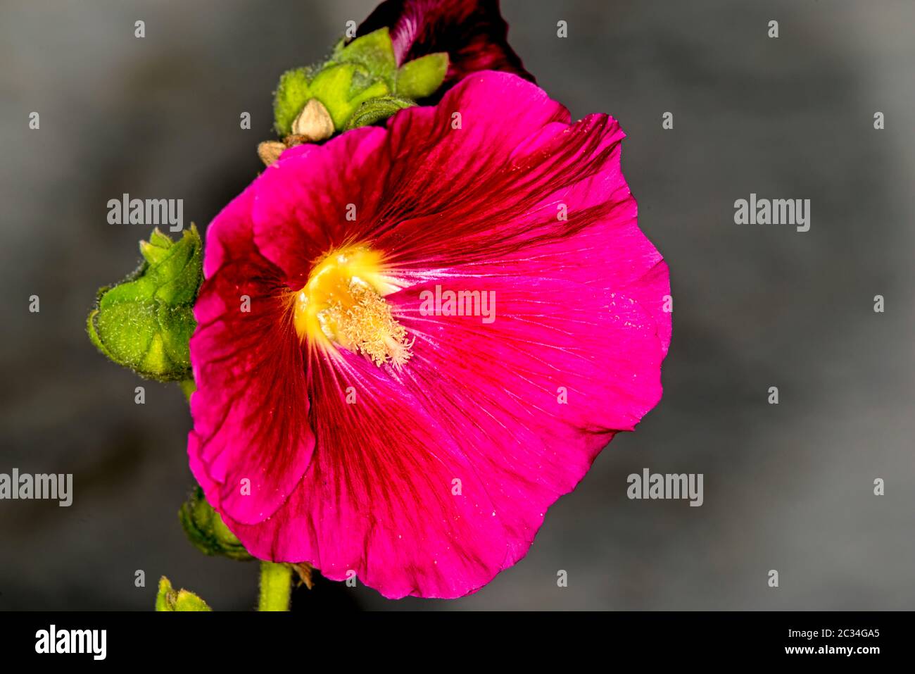 Hibiscus, flower of the medicinal plant Stock Photo Alamy