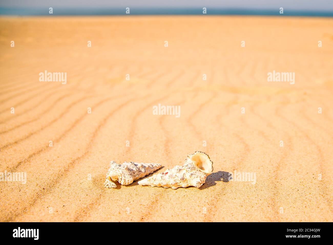snails on a sandy beach Stock Photo