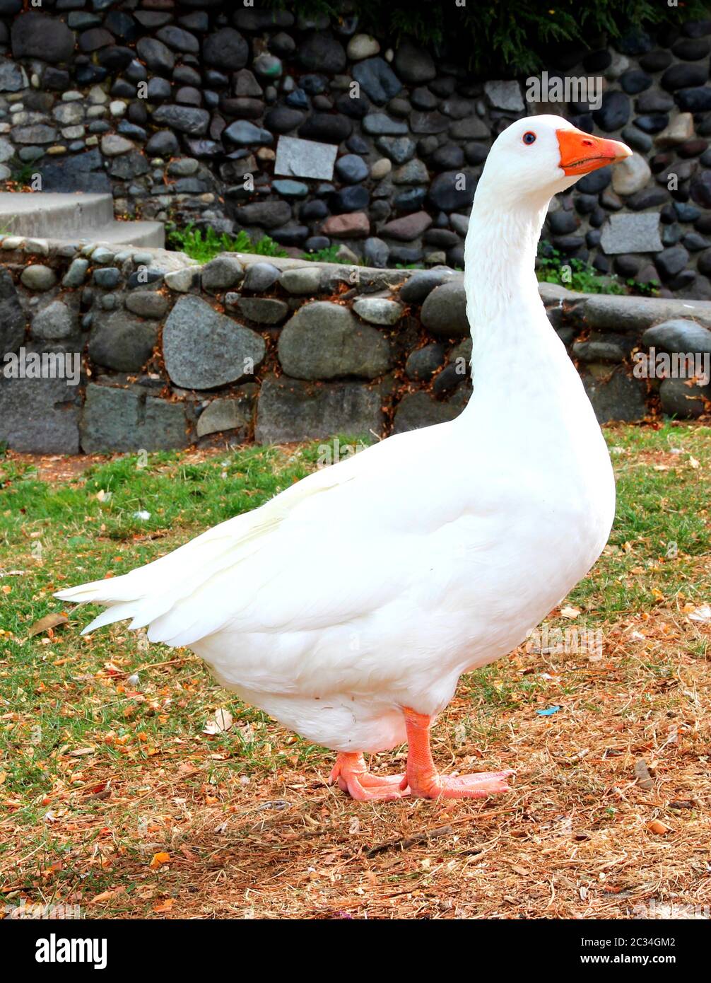 Clean goose hi-res stock photography and images - Alamy