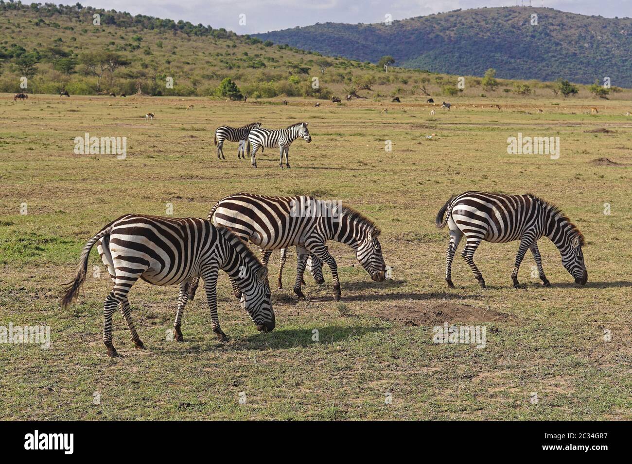 Several zebras in grass hi-res stock photography and images - Alamy