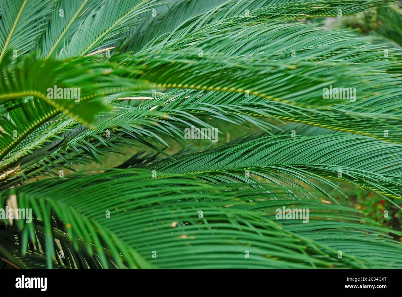 Green leaves in the botanical garden of Abkhazia Stock Photo