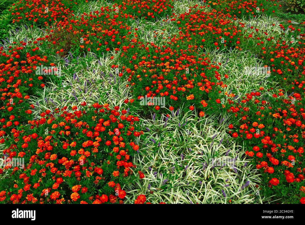 Blooming flowerbed in a checkerboard pattern Stock Photo
