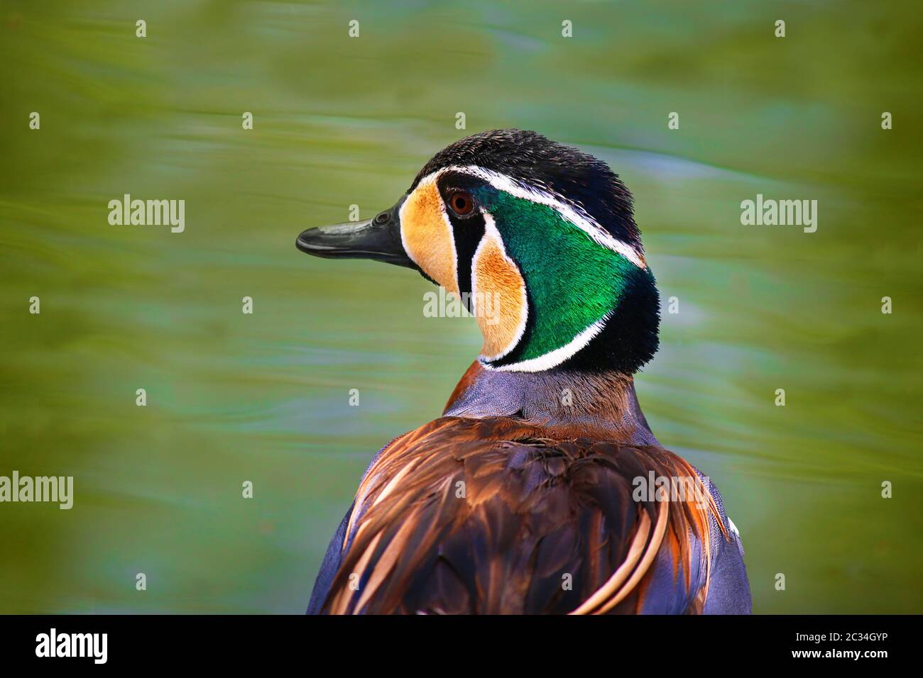 Baikal Teal Duck Anas Formosa Ducks Stock Photo Alamy baikal-teal-duck-anas-formosa-ducks-stock-photo-alamy