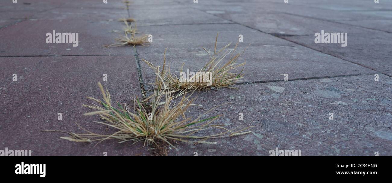 grass growing amidst the concrete pavement slabs Stock Photo - Alamy