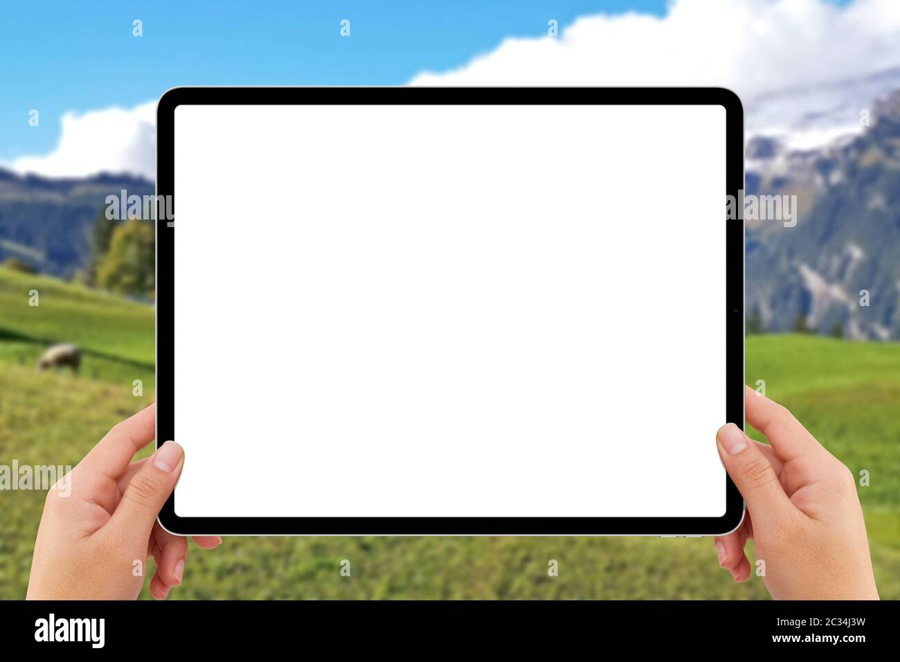 The human two hands holding white screen mockup tablet computer, cow in Switzerland mountain village Stock Photo