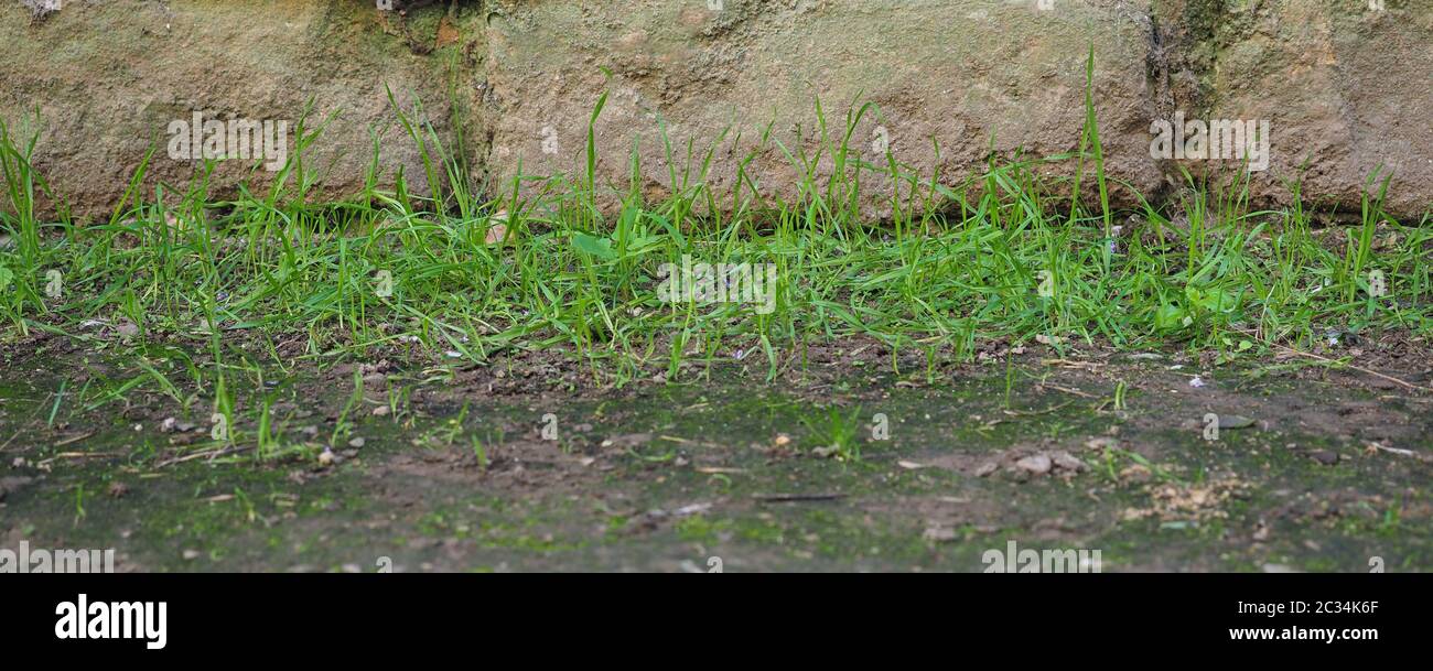 wide old stone wall and grass useful as a background Stock Photo - Alamy