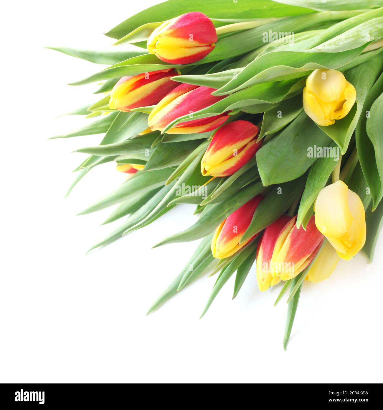 Red And Yellow Tulips On A White Background Stock Photo - Alamy