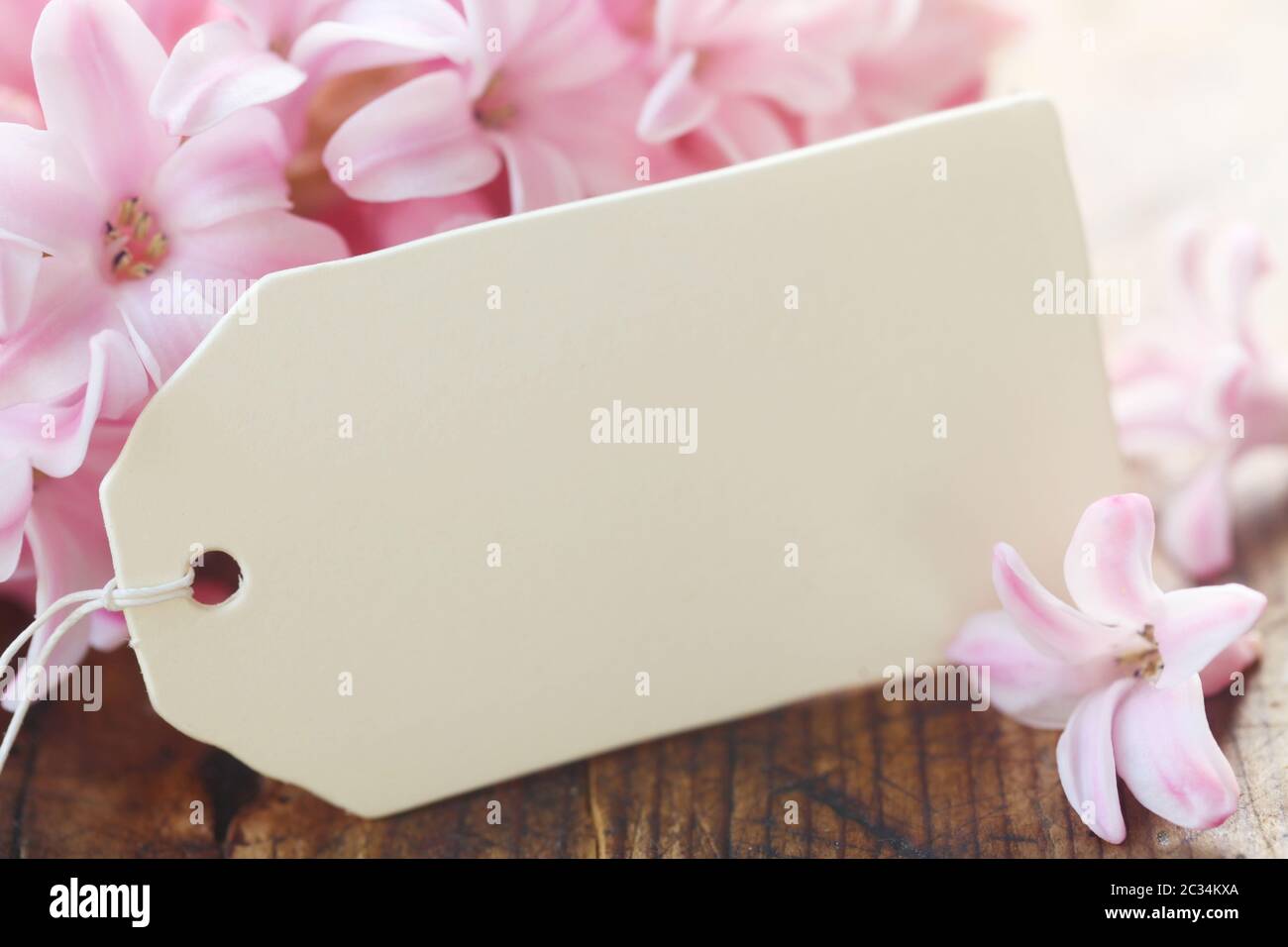 Pink Hyacinth With A Blank Paper Label Stock Photo