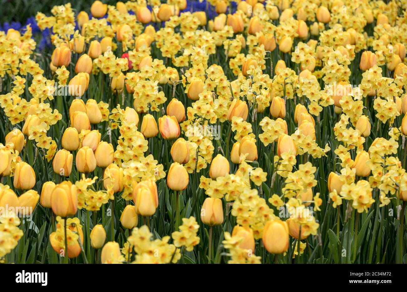 Yellow tulips and daffodils blooming in a garden Stock Photo - Alamy