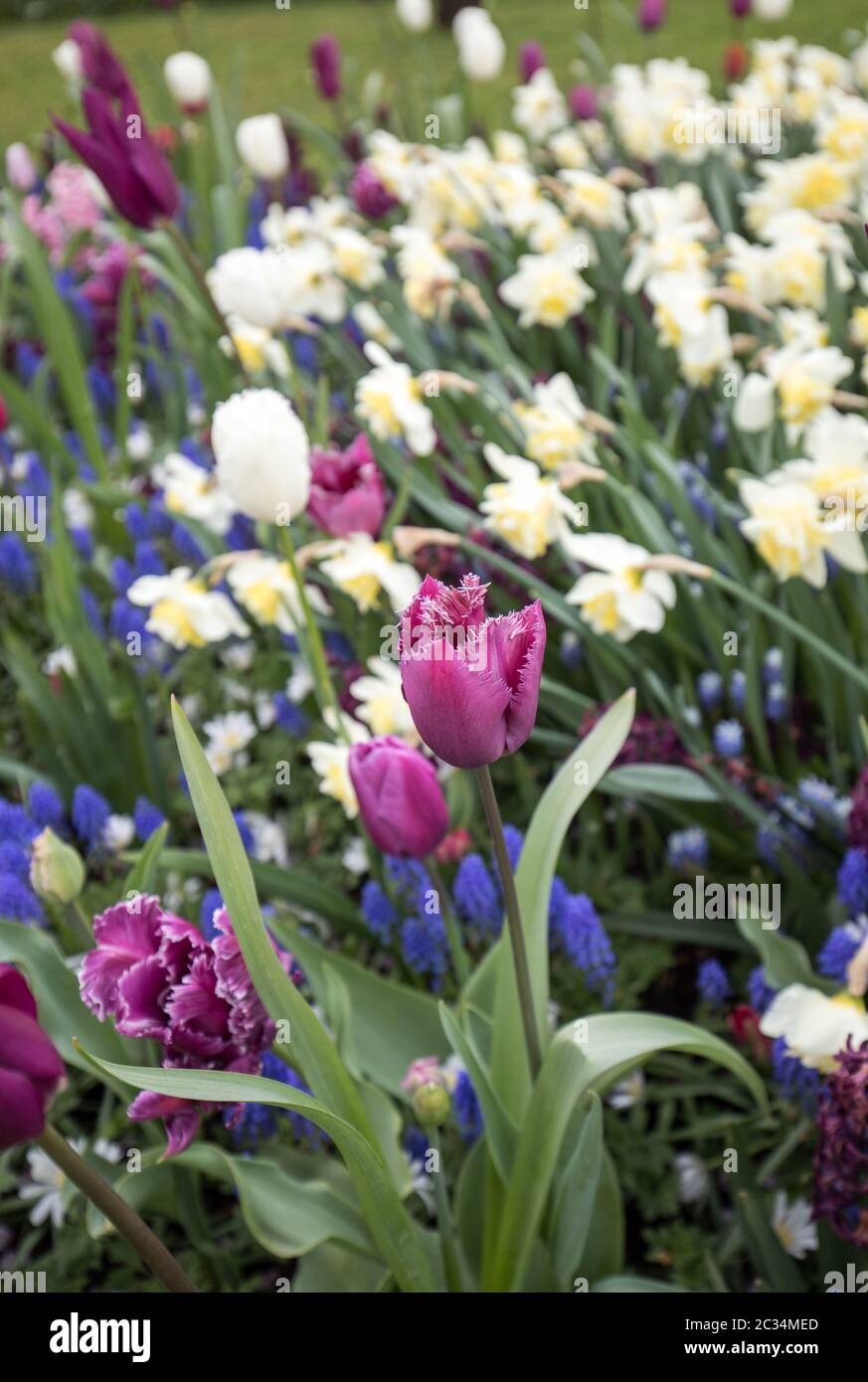 colorful tulips, daffodils and hyacinths blooming in a garden Stock ...