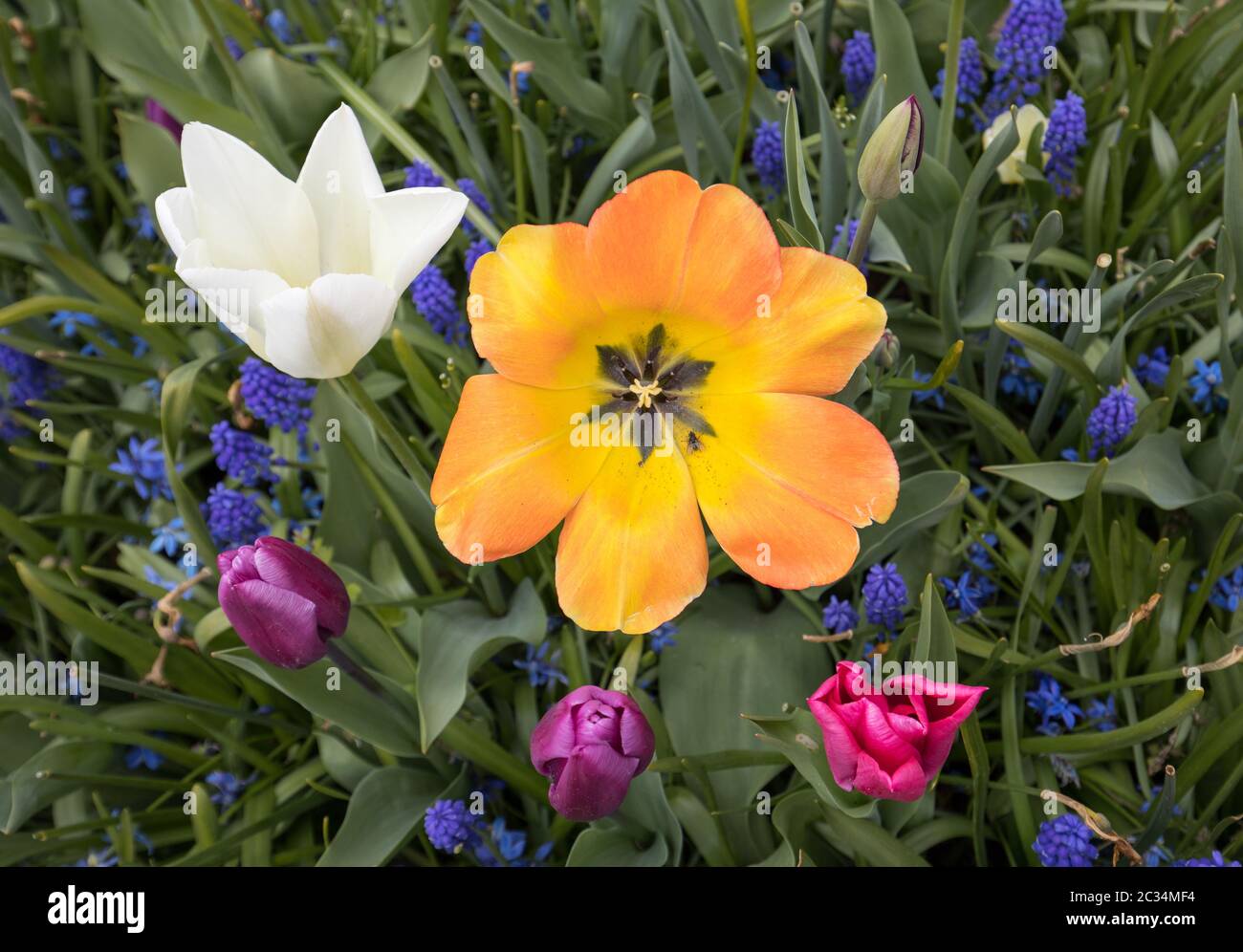 colorful tulips and hyacinth blooming in a garden Stock Photo - Alamy