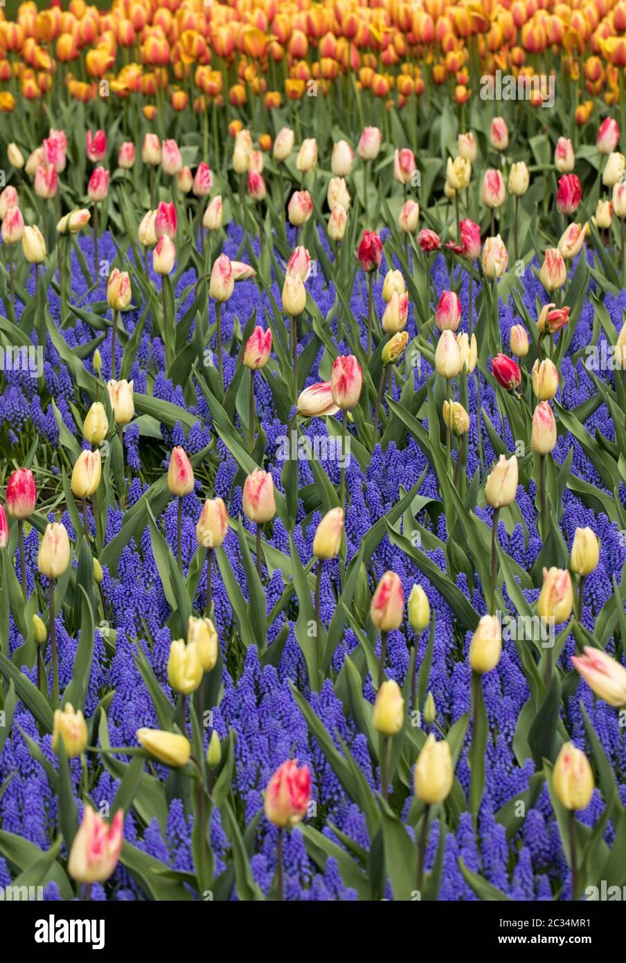 colorful tulips and grape hyacinth blooming in a garden Stock Photo - Alamy