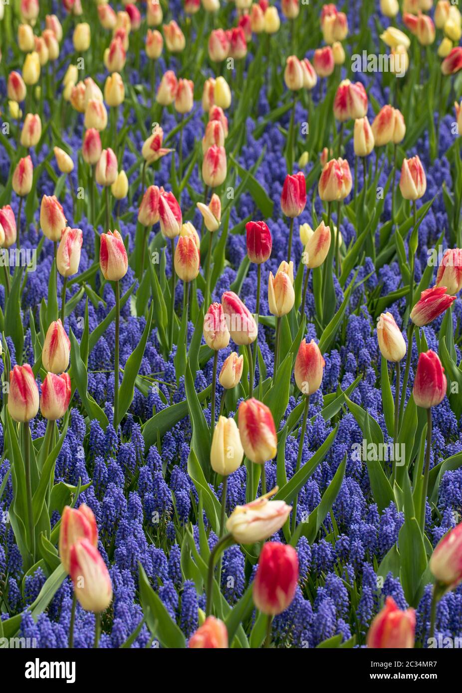 colorful tulips and grape hyacinth blooming in a garden Stock Photo - Alamy