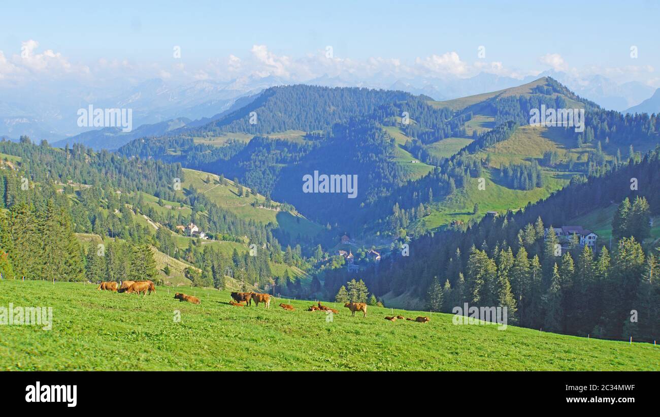 Kuhherde auf der Rigi in der Schweiz, saftige Wiesen, bewaldete Berge und im Hintergrund die Schweizer Alpen, blauer Himmel und Wolken    Cow herd on Stock Photo