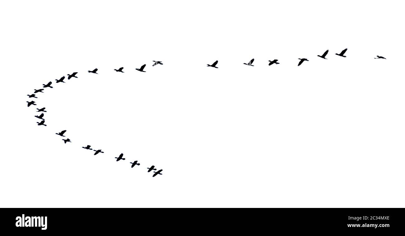 Flock of birds flying in a row, High view silhouette group of bird fly in a line beautiful nature of wildlife isolated on white background Stock Photo