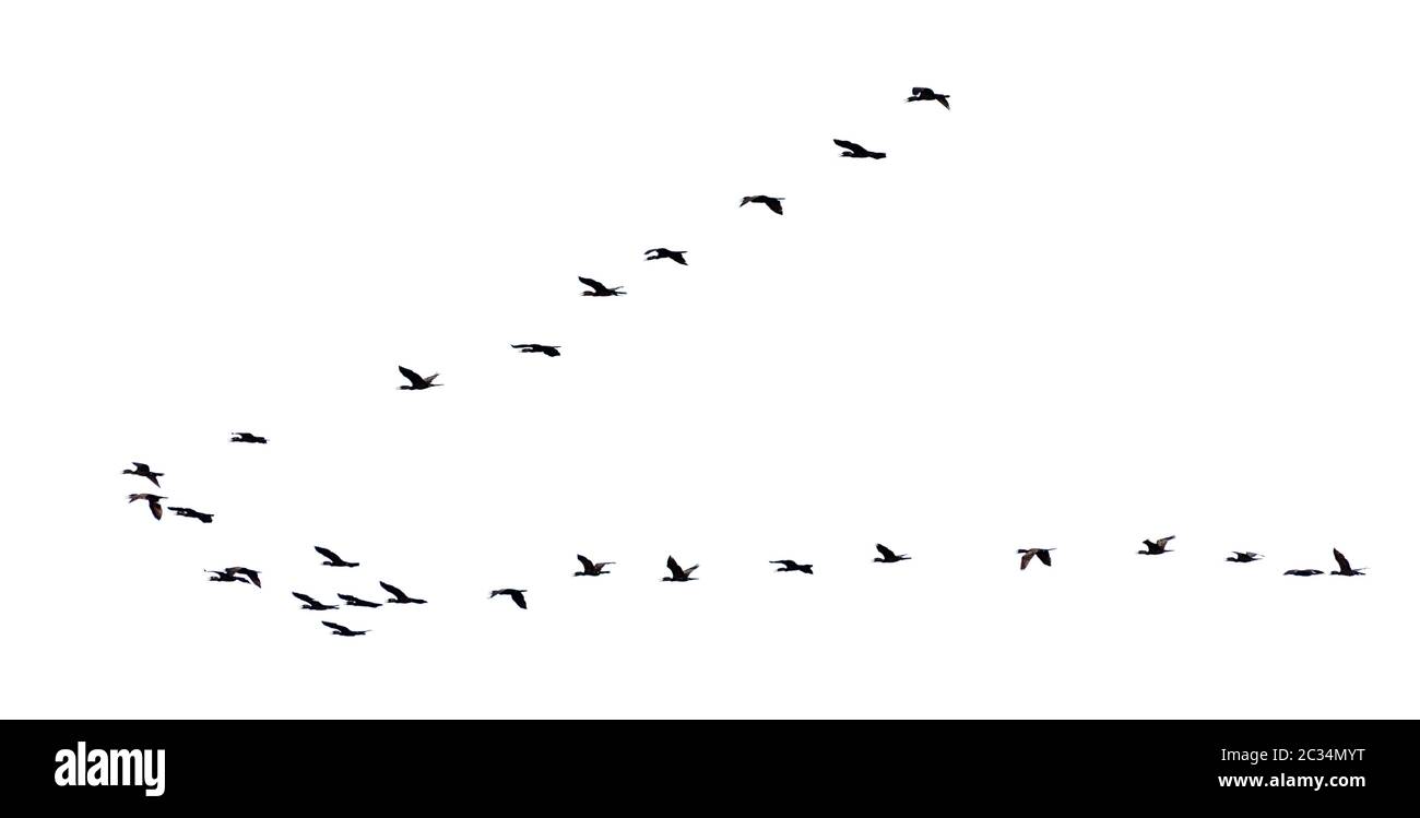 Flock of birds flying in a row, High view silhouette group of bird fly in a line beautiful nature of wildlife isolated on white background Stock Photo