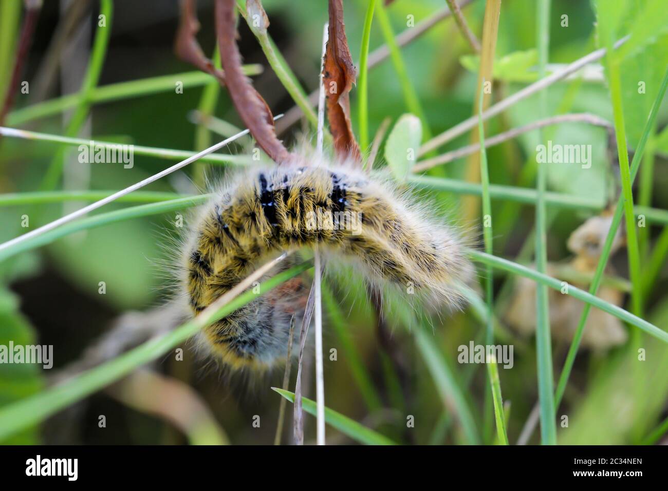 Closeup of a caterpillar from a blackberry spinner Stock Photo