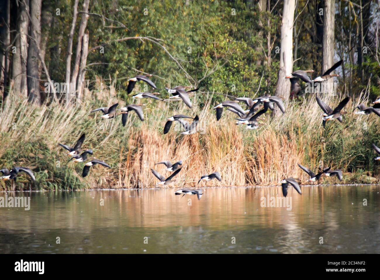 Wild geese gather at a large pond Stock Photo