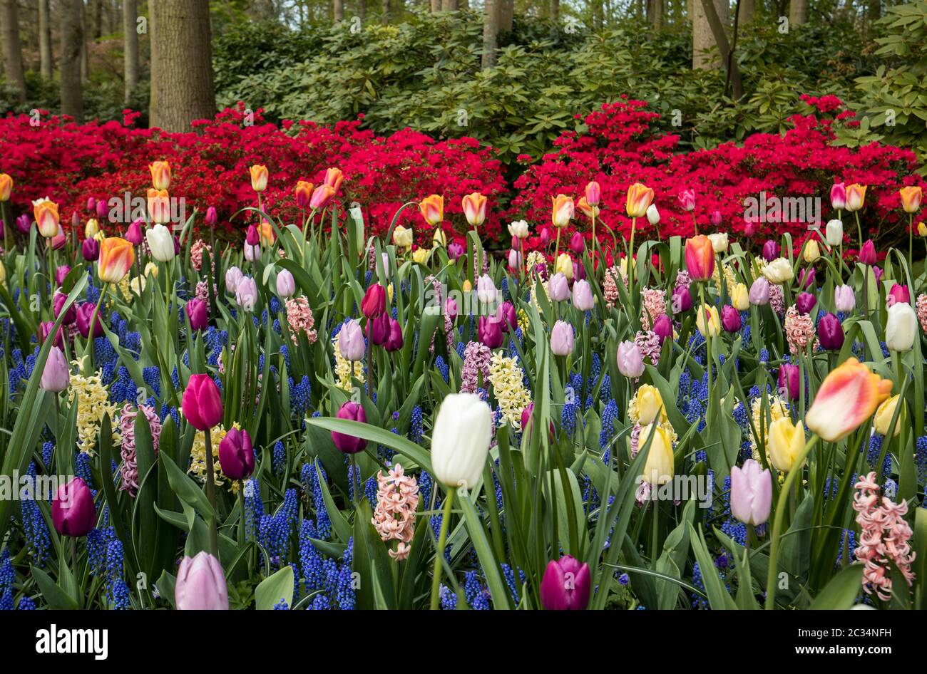 colorful tulips and hyacinths blooming in a garden Stock Photo - Alamy