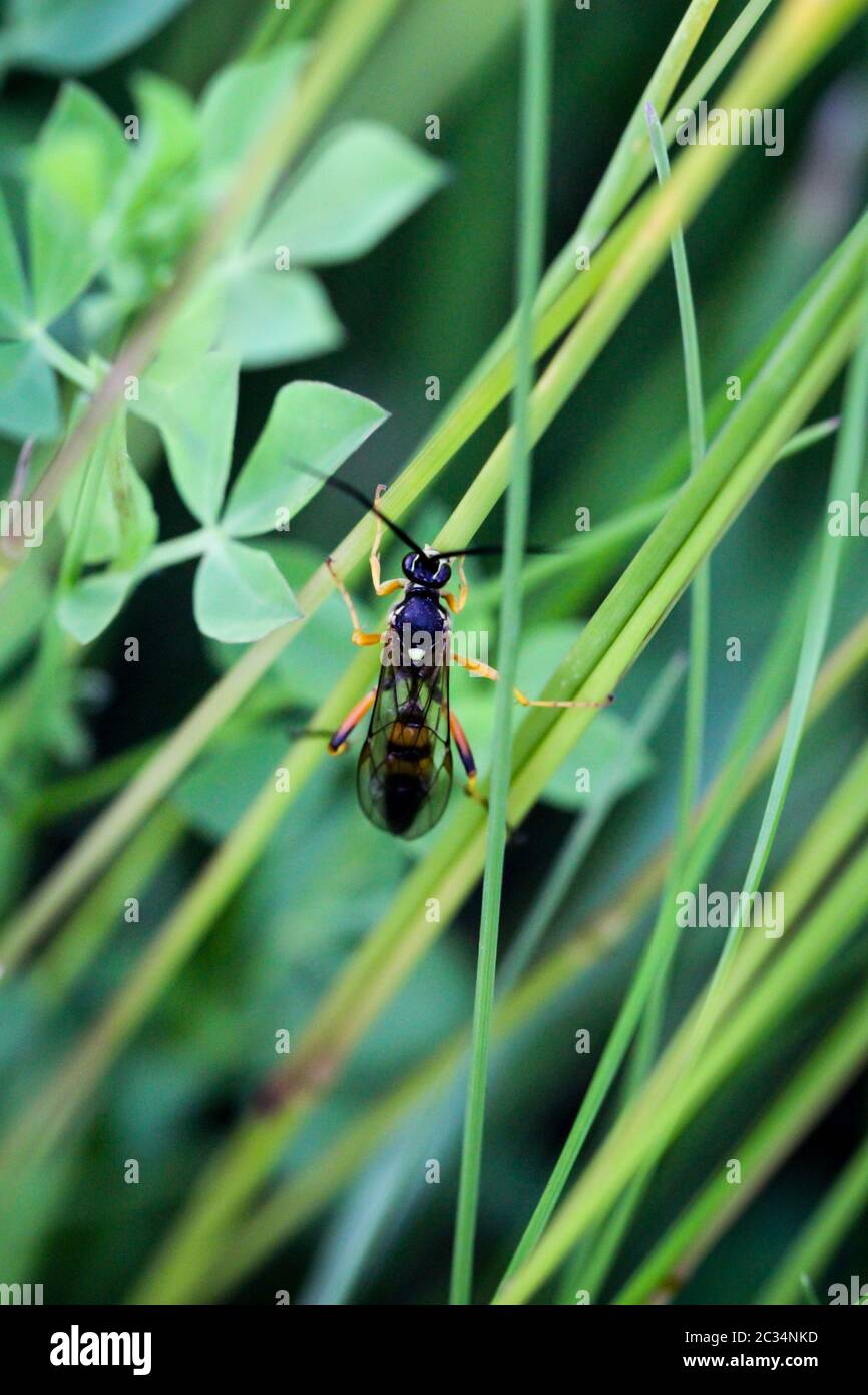 a wasp or similar insect on a blade of grass Stock Photo Alamy