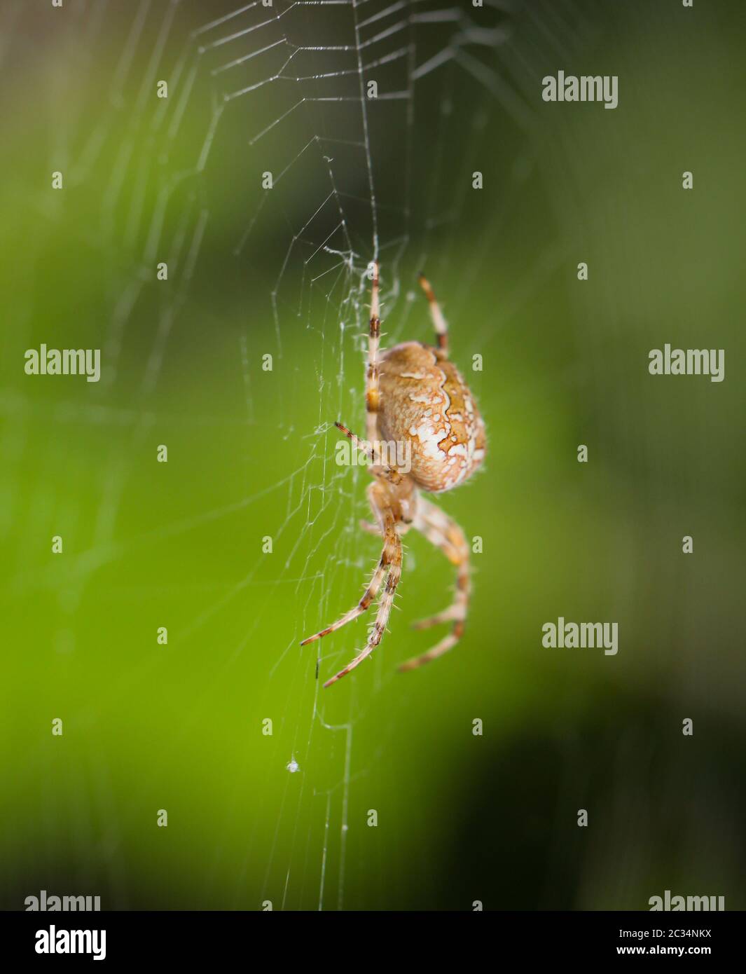 Macro of a spider in the web Stock Photo - Alamy