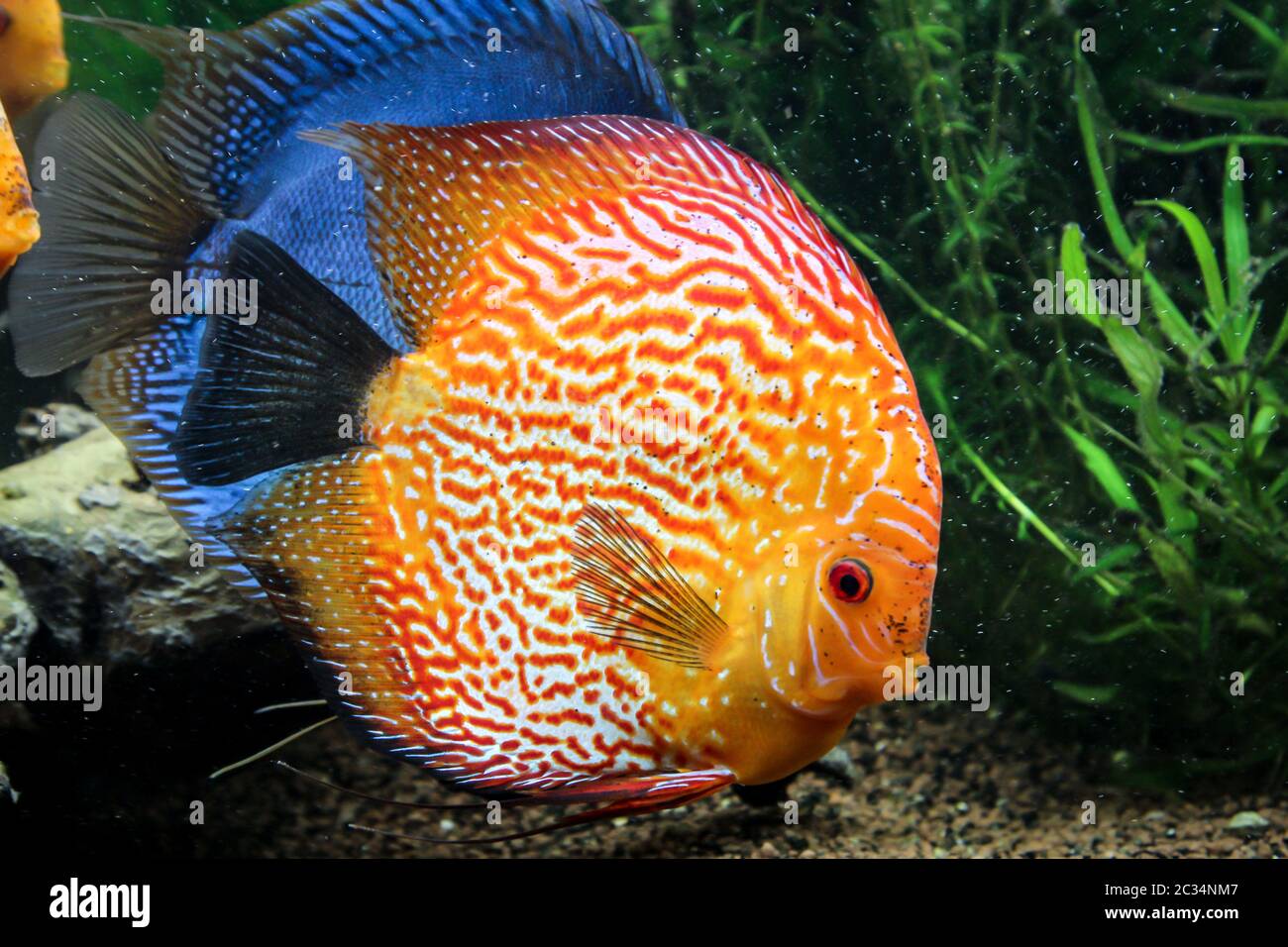 Discus fish in the group in the aquarium Stock Photo Alamy