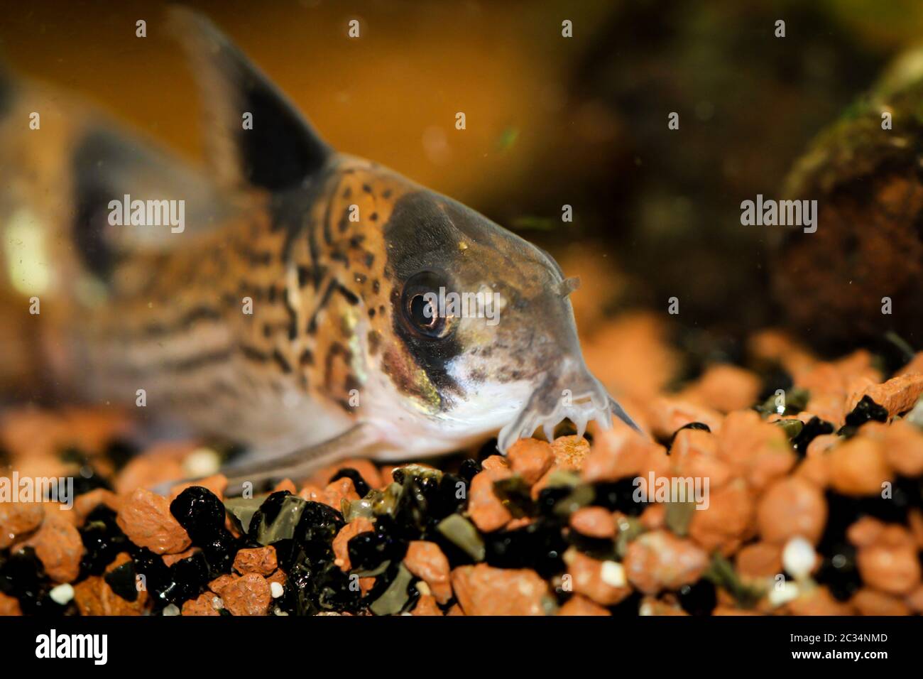 a tank catfish lies on the gravel in the aquarium Stock Photo