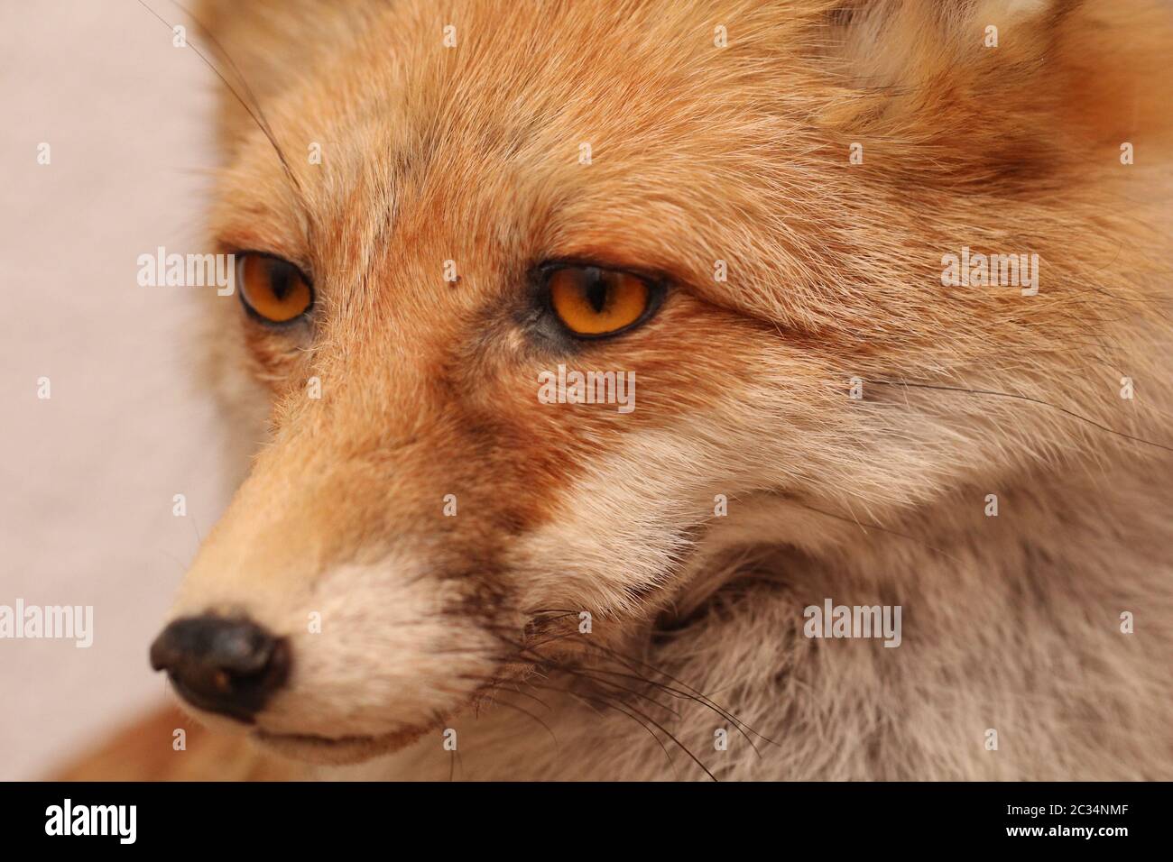 Portrait of a stuffed fox Stock Photo