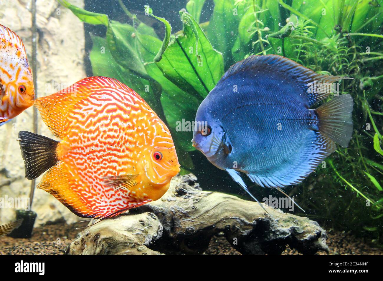 Discus fish in the group in the aquarium Stock Photo Alamy