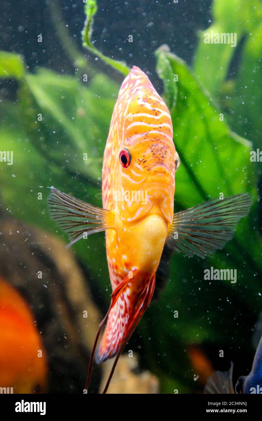 discus fish with goldfish