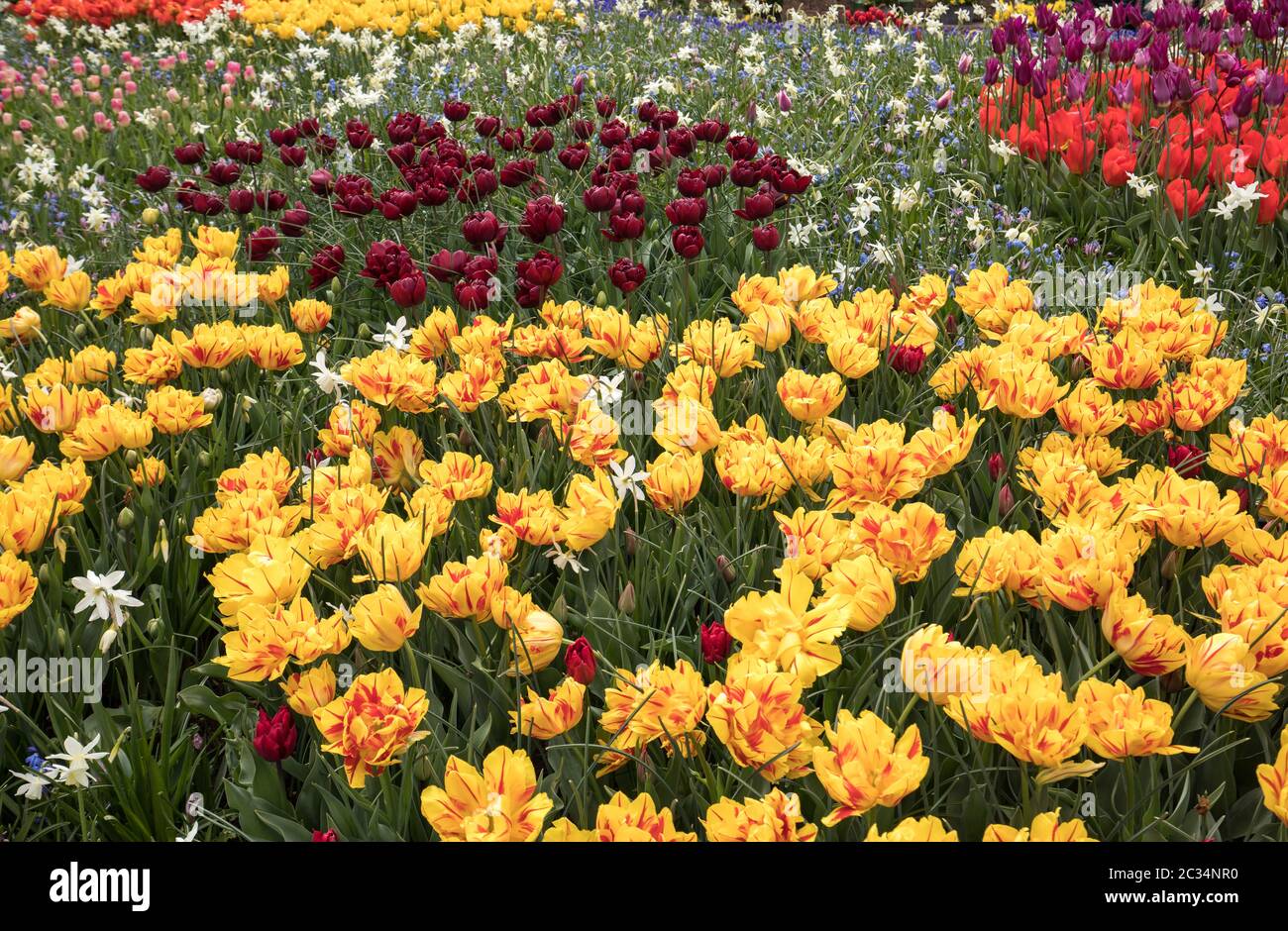 colorful tulips and daffodils blooming in a garden Stock Photo - Alamy