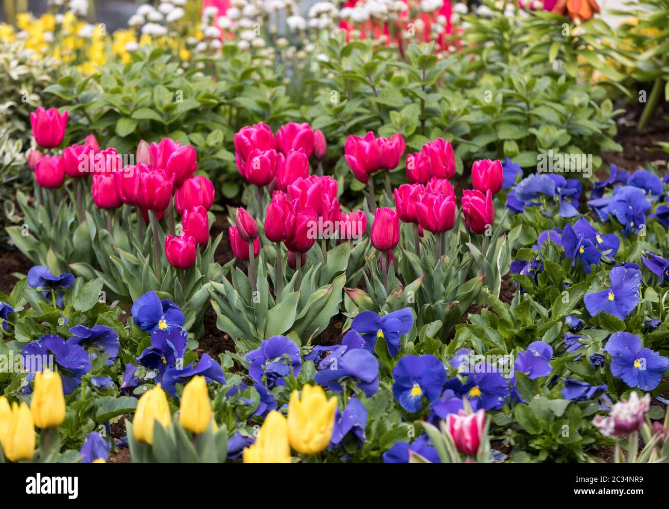 colorful tulips flowers blooming in a garden Stock Photo - Alamy