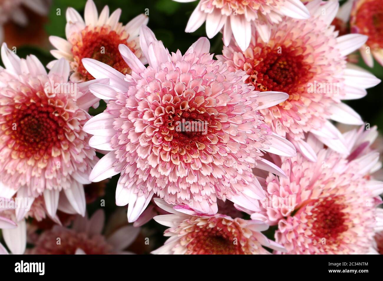Chrysanthemum flowers pink flower group Stock Photo